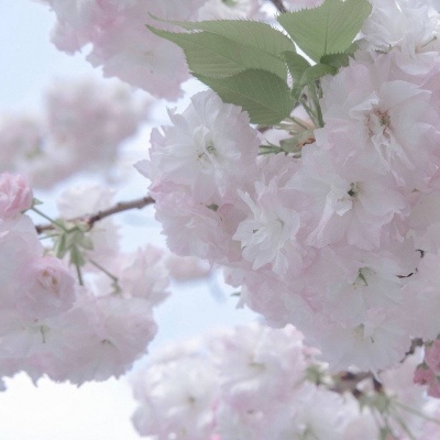 Furry插画氛围提升福瑞交流群